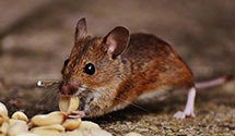 24 Hour & Emergency Exterminators in Cotton Center, TX